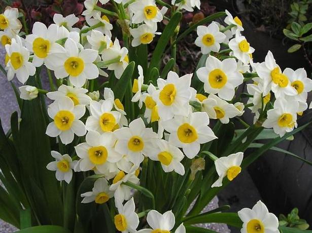 水仙花该怎么养？买回的种球跟着4步走，秋天种植冬天开花