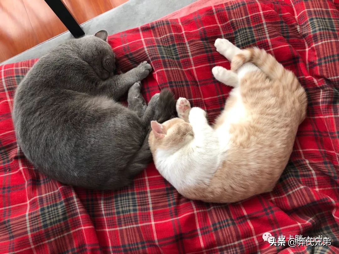 可爱小奶猫刚生出成长日记,一只小奶猫的成长过程