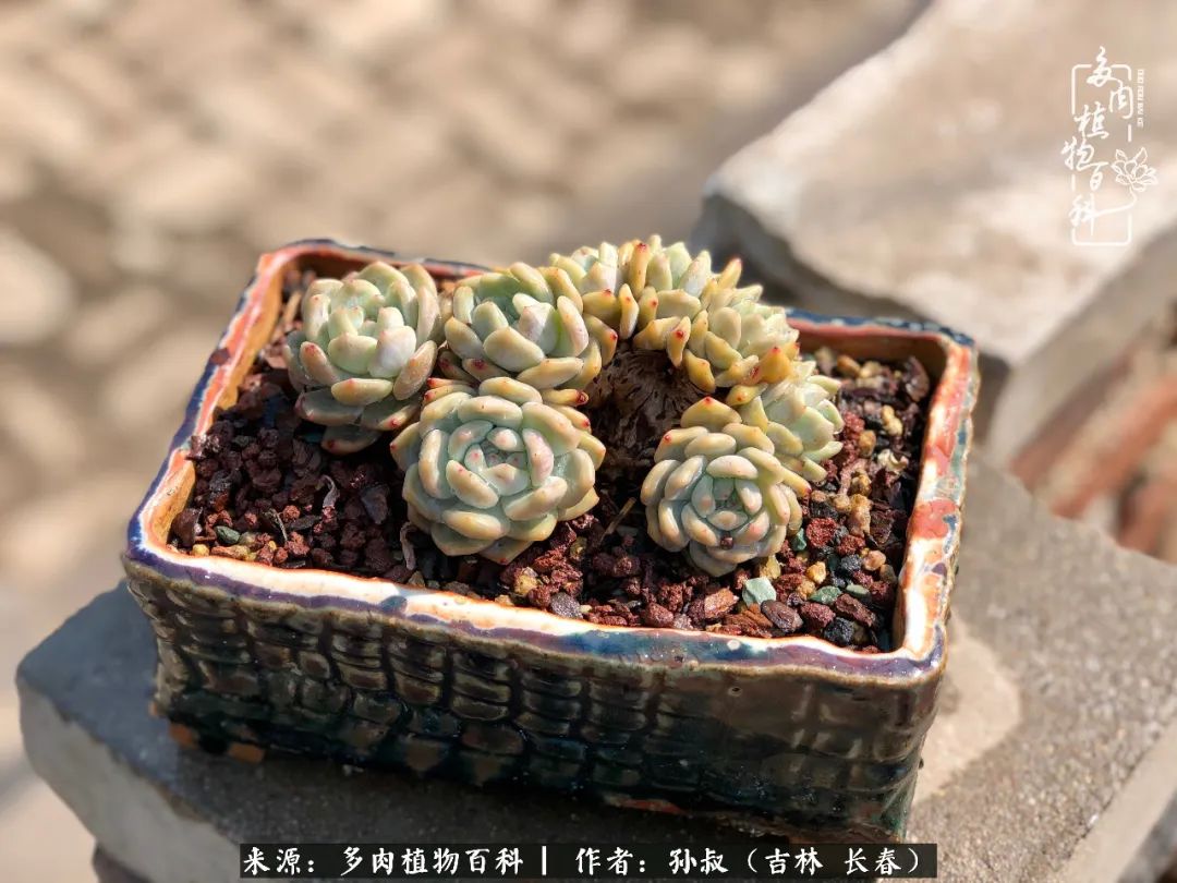 与多肉一起成长,与多肉相伴