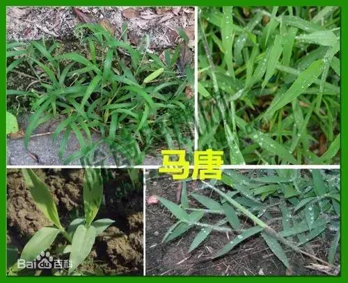 田里长草细看不是草,田间杂草的识别图片