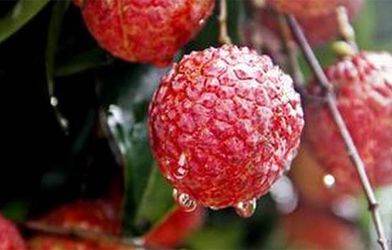 荔枝穿越史——一颗荔枝背后的历史余韵