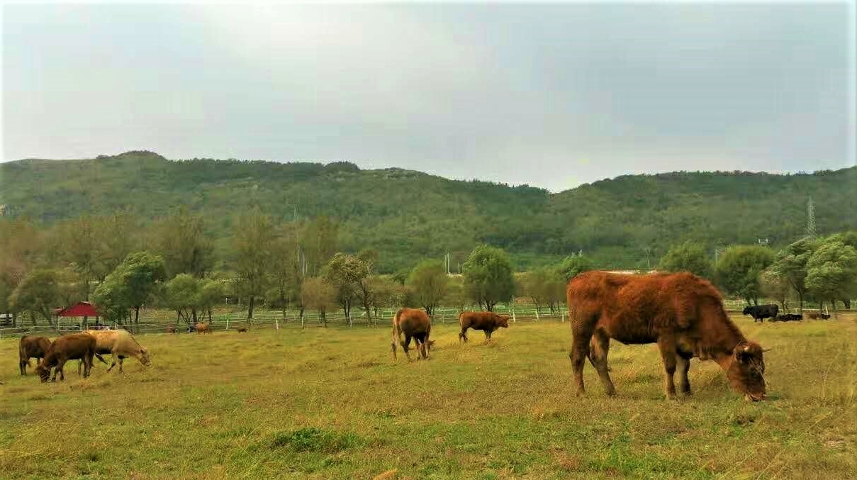 大连铭湖牧场一日游攻略,大连铭湖牧场观光图片