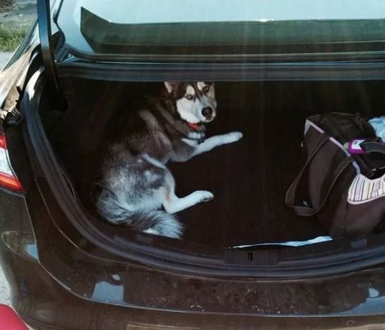 安检时猫在行李箱,安检行李箱有只猫