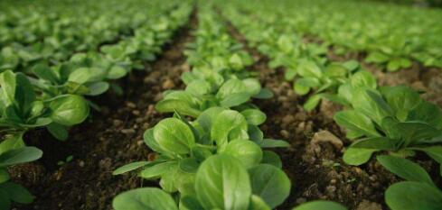 最新适合穷人创业的好项目赚钱,农村创业5大暴利行业资讯