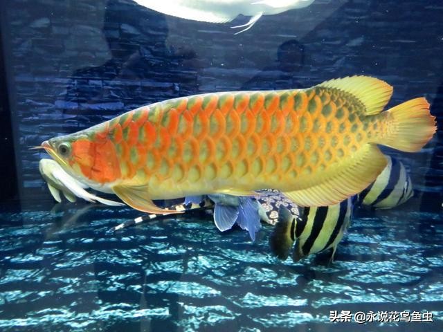 中大型热带鱼吃什么,大型热带鱼进食