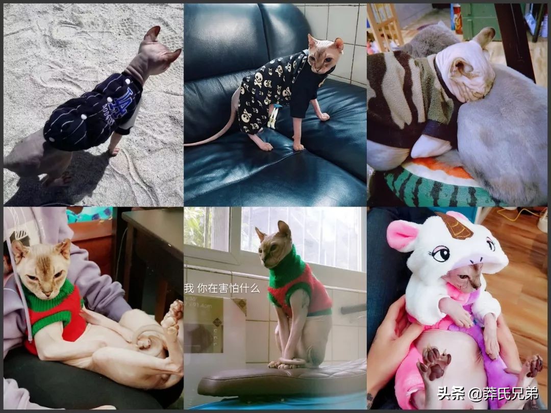 宠物秀场最新动态,亚宠展宠物时装秀人气火爆现场