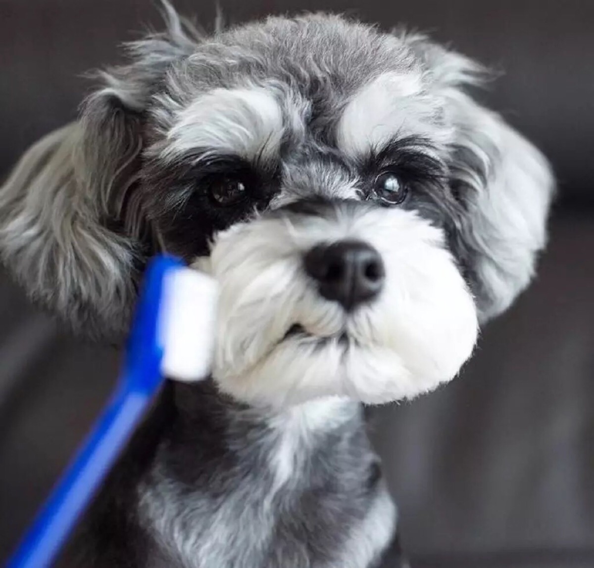 雪纳瑞拔毛的好处和坏处,养雪纳瑞犬的好处和坏处