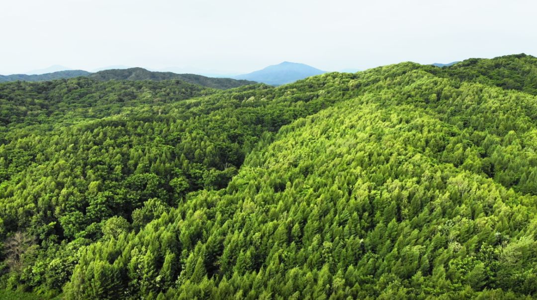 夸赞蜂王浆,你对蜂王浆有什么认识