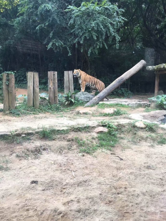 长隆野生动物园旅游攻略带娃,广州长隆动物园适合亲子游