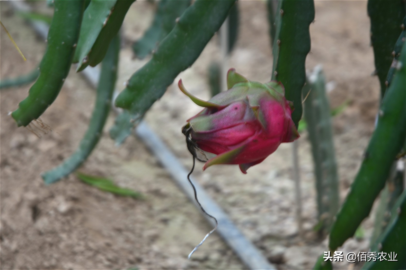 农村大棚种植水果,农村水果大棚种植