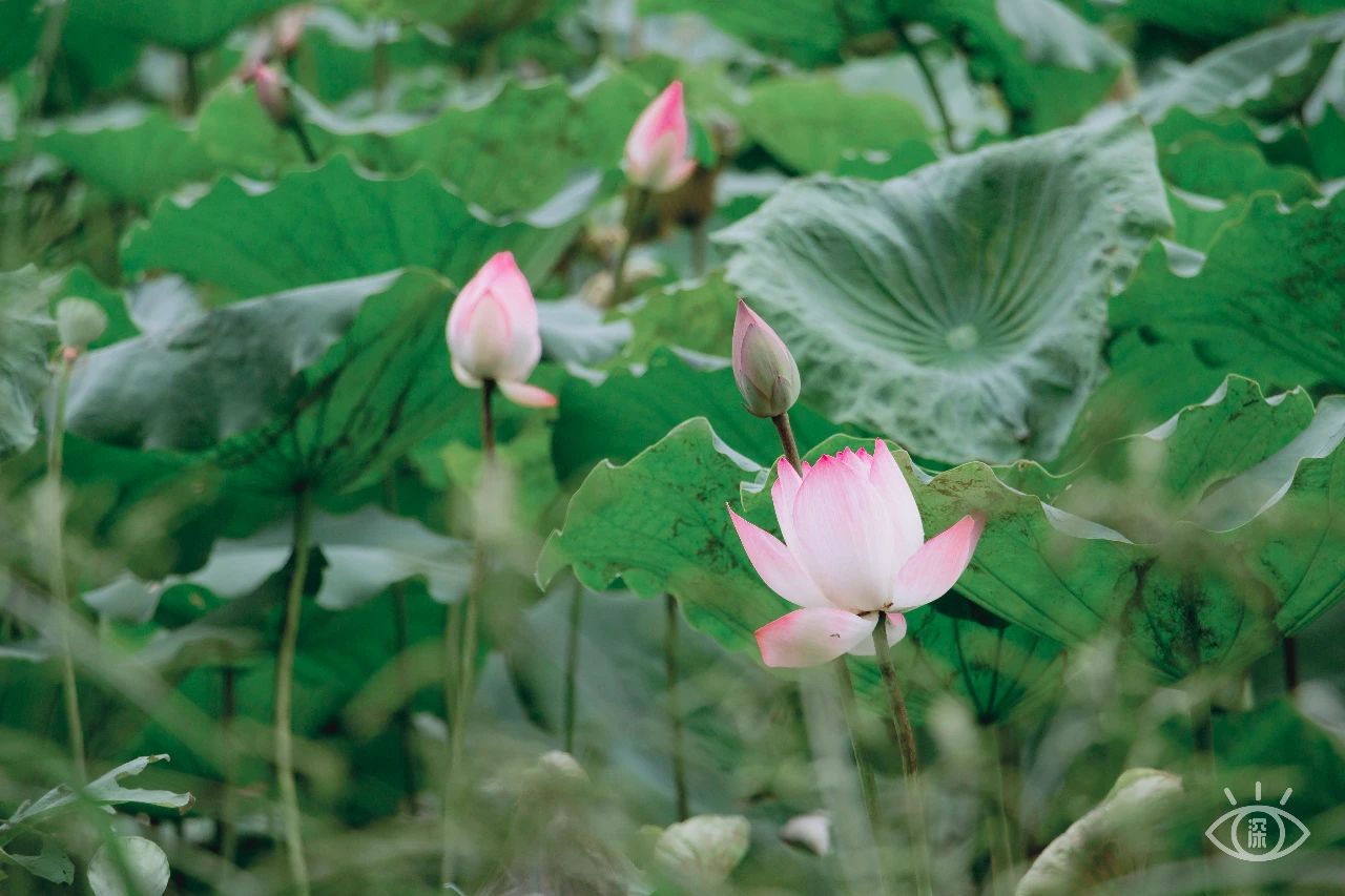 深圳洪湖公园7月18号还有荷花吗,深圳洪湖公园现在有荷花开吗