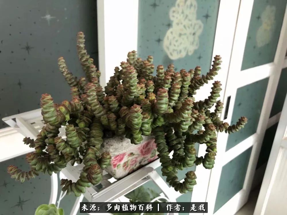 偶遇多肉的感言,偶遇山中多肉