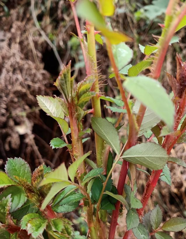 江西农村才有的31种正宗野果,农村100种野果图片带名称大全
