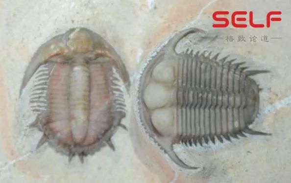 关于火山爆发的科学实验视频,科学家如何预测火山喷发