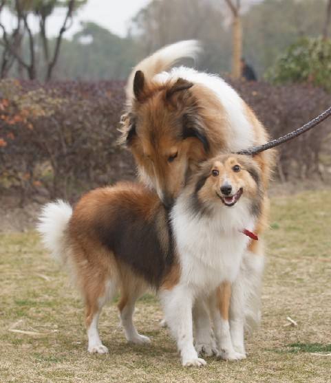 喜乐蒂和苏格兰牧羊犬哪个好,喜乐蒂与苏格兰牧羊犬区别
