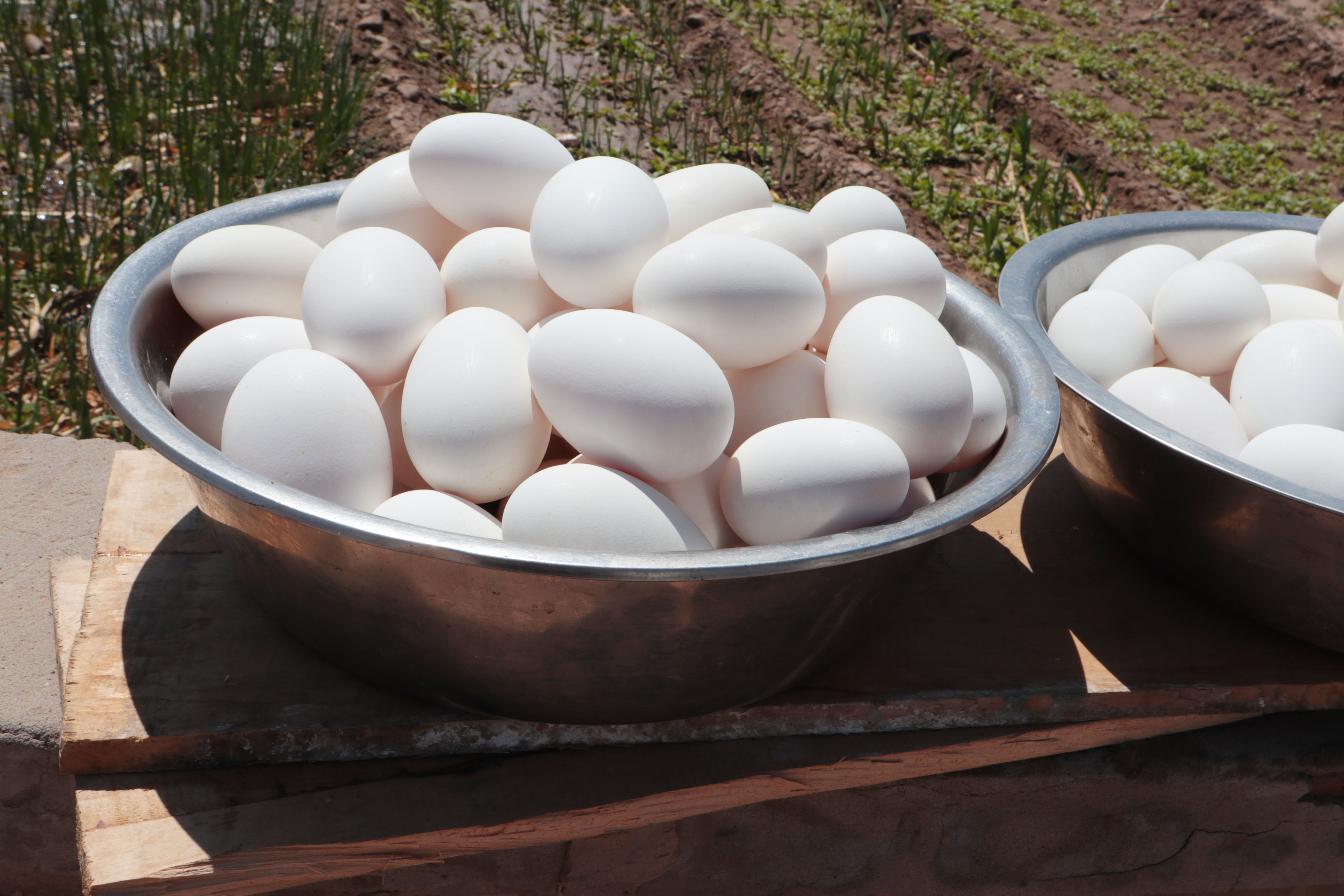 老鹅蛋鸭蛋怎么腌,腌制老鹅蛋的做法