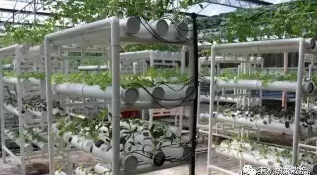 想搞蔬菜大棚养殖怎么弄,无土栽培蔬菜营养液配方