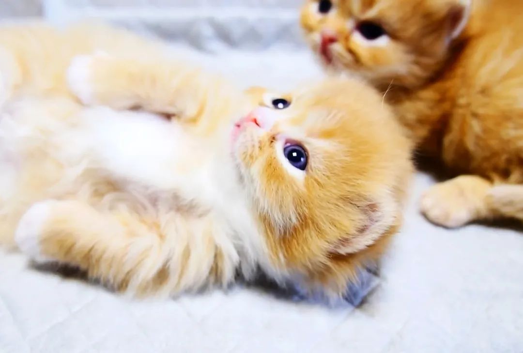 哺乳期小猫拉什么样的便便,哺乳期小猫拉稀怎么办