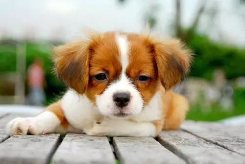 宠物体检行业,宠物医生这个行业前景