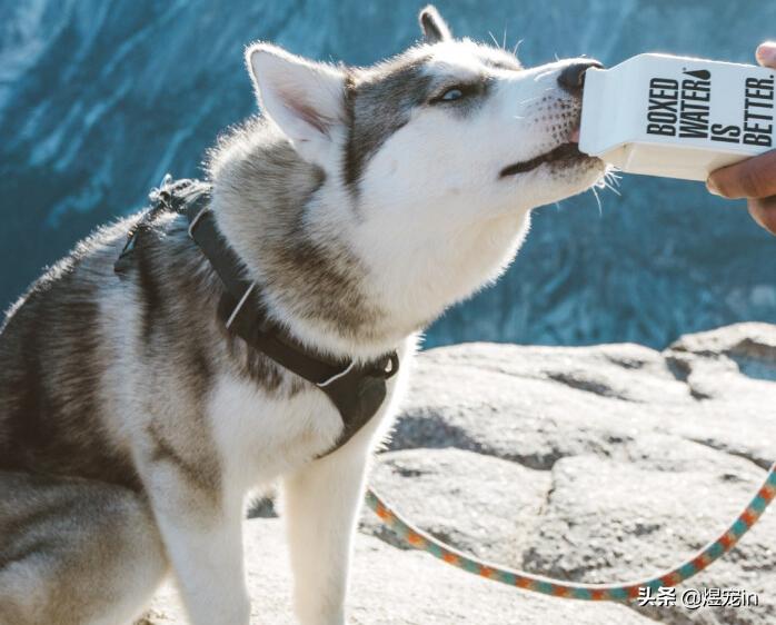 狗狗空运要多少钱到三亚,狗狗从昆明空运到常州多少钱