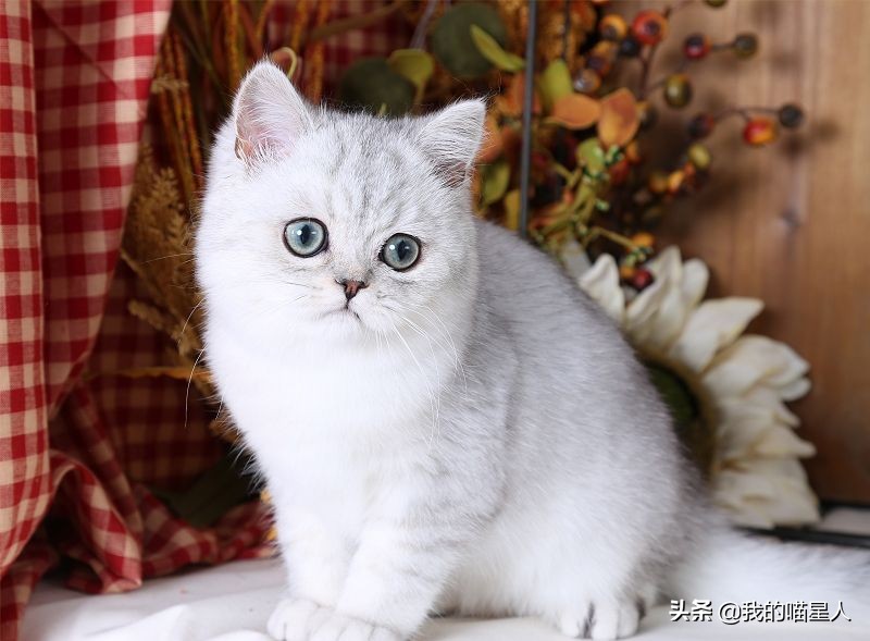 怎么才能让猫咪的毛发爆毛,怎么让猫咪的毛发有光泽少掉毛