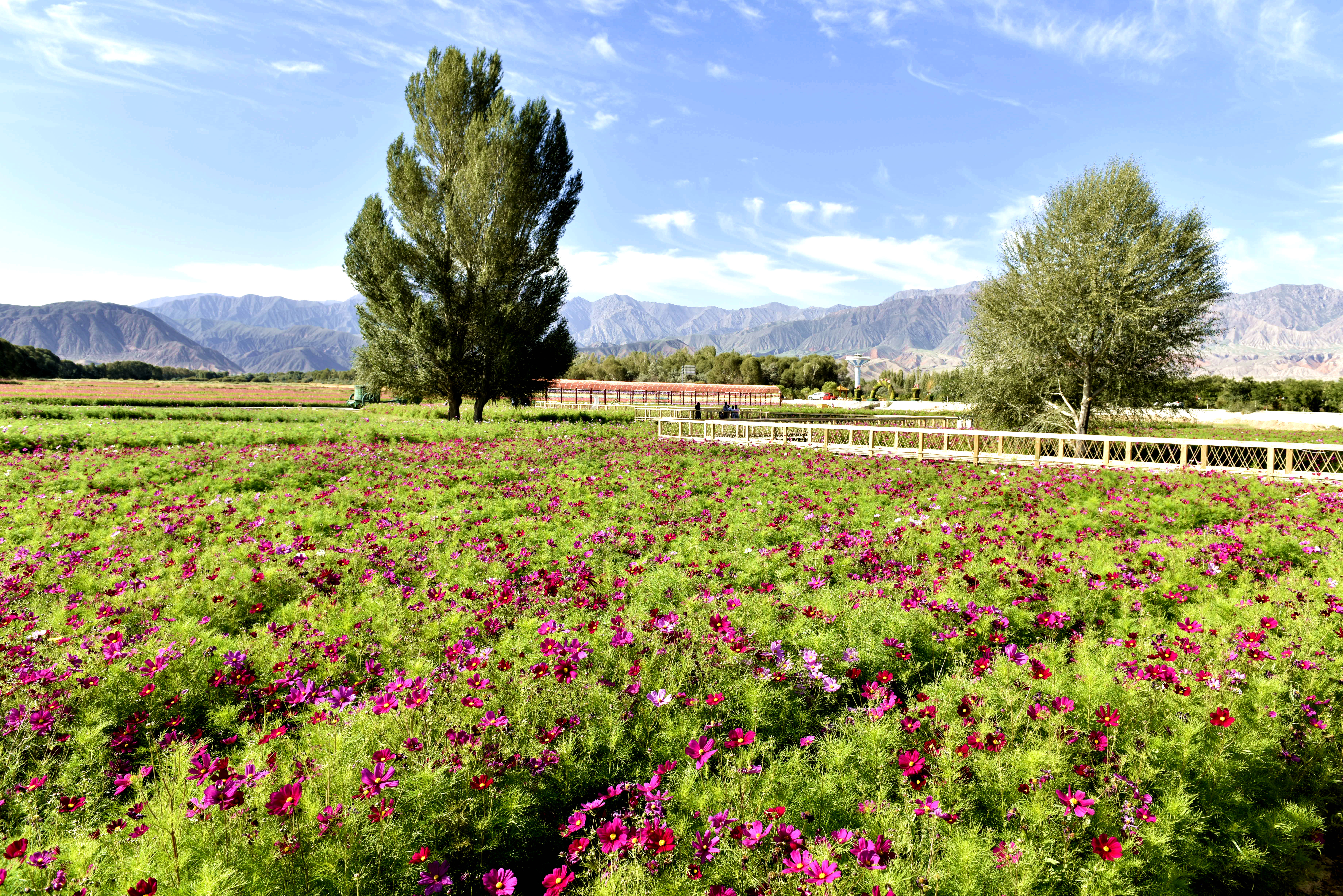 千亩花海肃北,肃北万亩花海