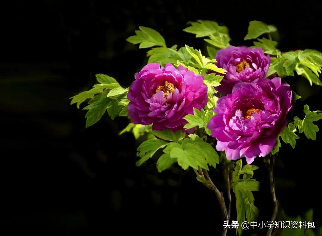 当花遇见诗词每一朵花开都是春天,当花遇上诗词每一朵花开都是春天