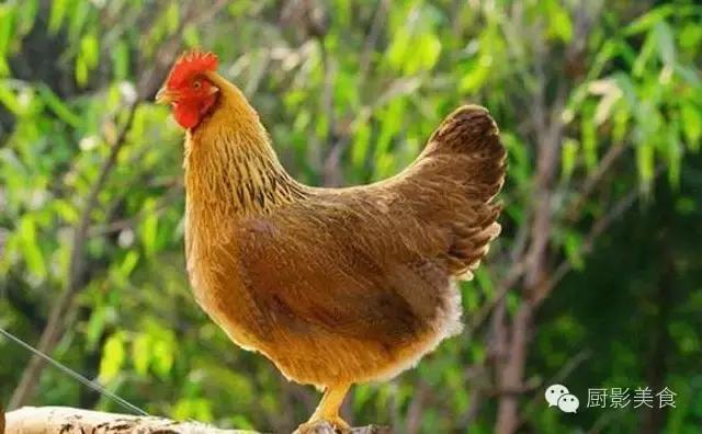 全世界的鸡都在这了，有你认识的吗？