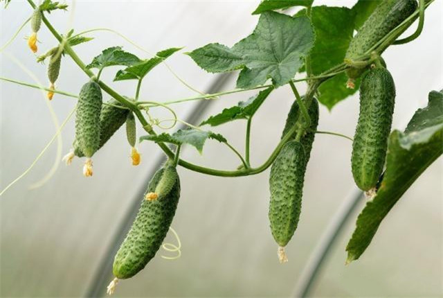 黄瓜嫁接成活率视频讲解,黄瓜嫁接后管理技术全过程