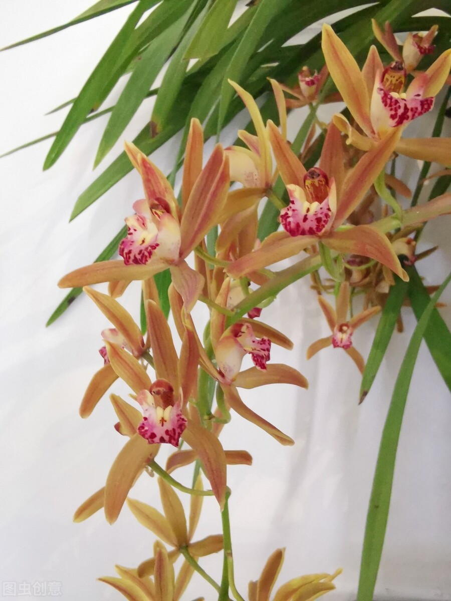 兰花的花苞怎么养才会长大,兰花出花苞怎样养