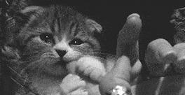 铲屎官都是怎么照顾幼猫大便的,30条新手养猫注意事项铲屎官必看