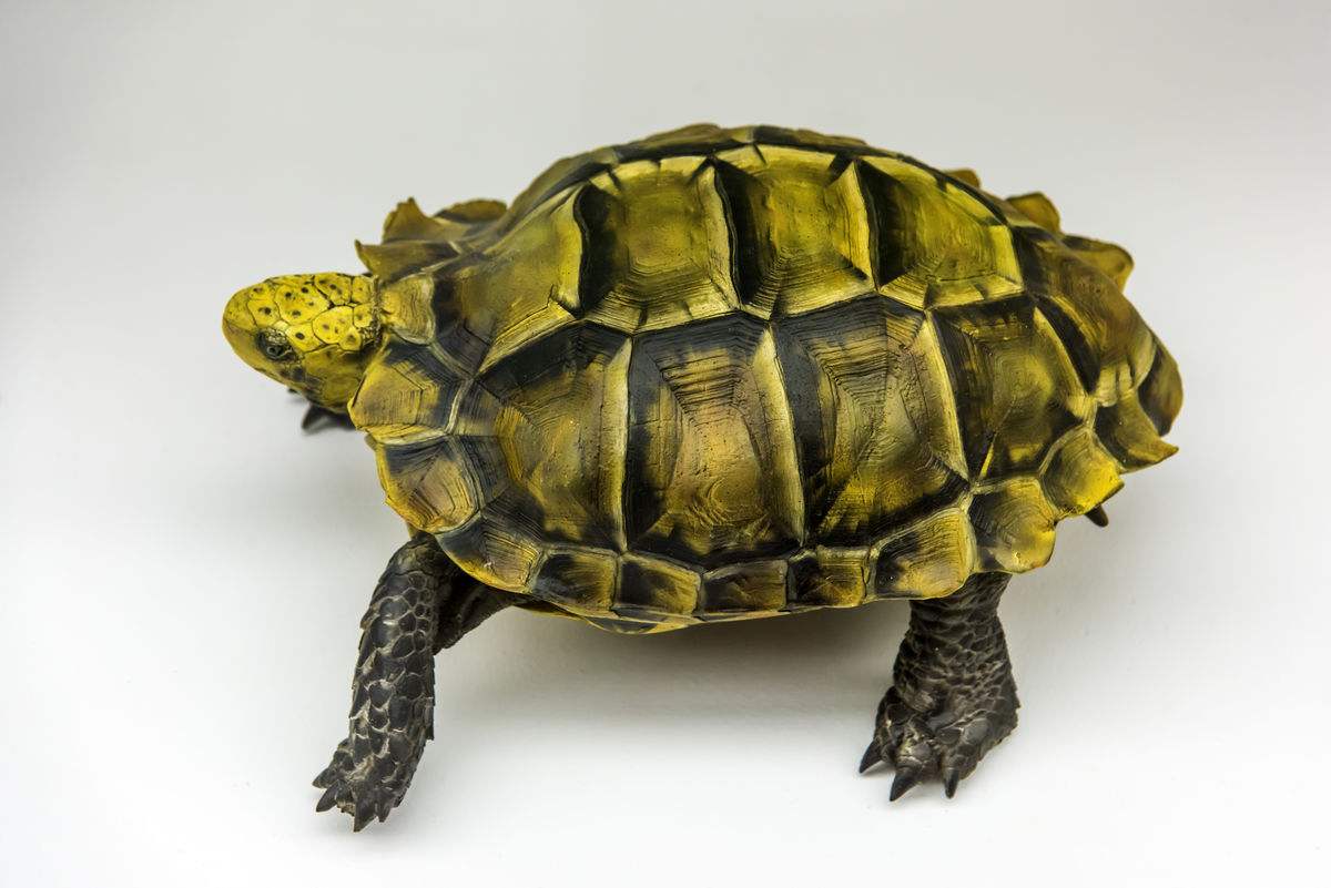 凹甲陆龟为什么养不活,凹甲陆龟是重点保护动物吗