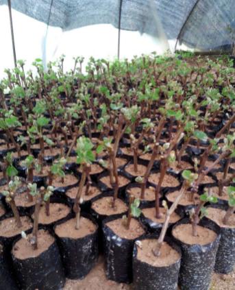 一粒葡萄籽可以长成一棵葡萄树吗,自己用葡萄籽种的葡萄树会挂果吗