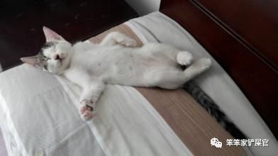 猫咪受伤要用什么药,猫咪受伤表现