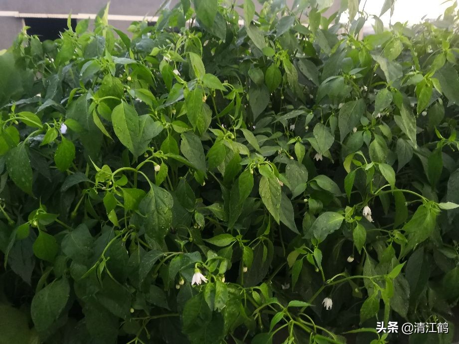 蜗牛吃菜用什么药消灭它,蔬菜上蜗牛用什么药才能杀灭