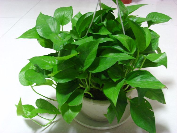 绿萝的叶片出现黑斑,做好这几点,轻松恢复生机