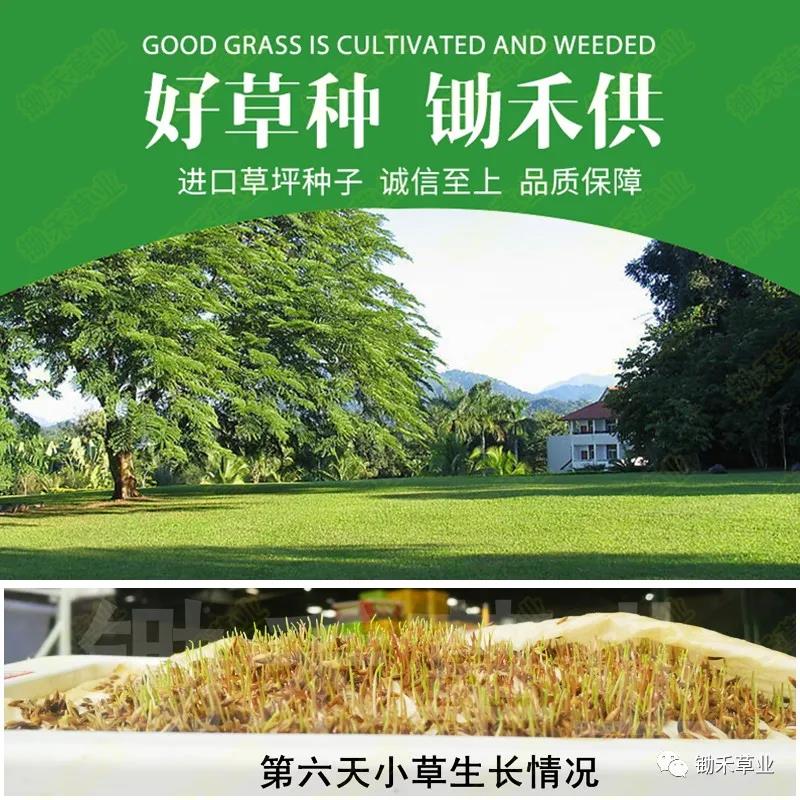 北方苗木草坪应对雨季的养护要点