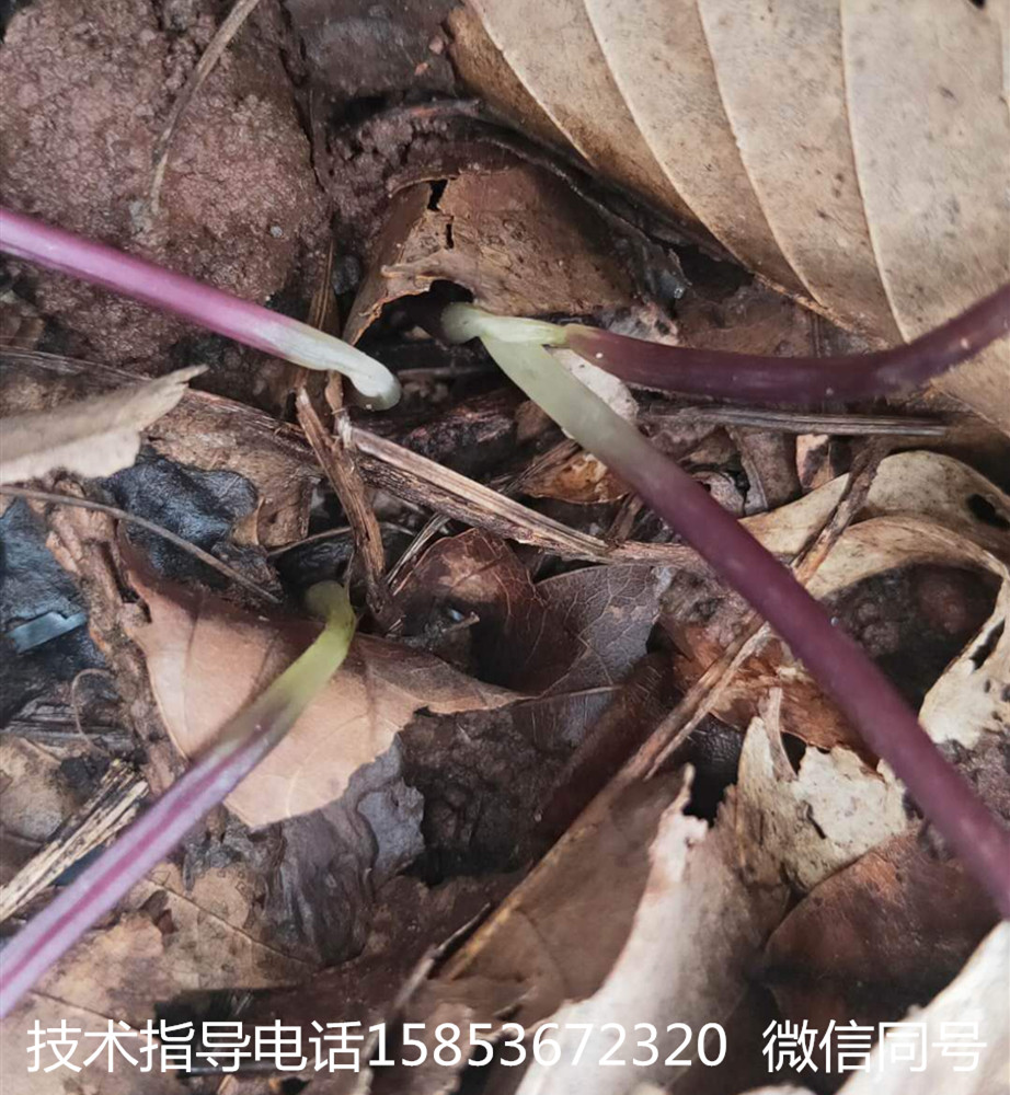 重楼烂根死苗的防治方法,重楼茎腐烂怎么办