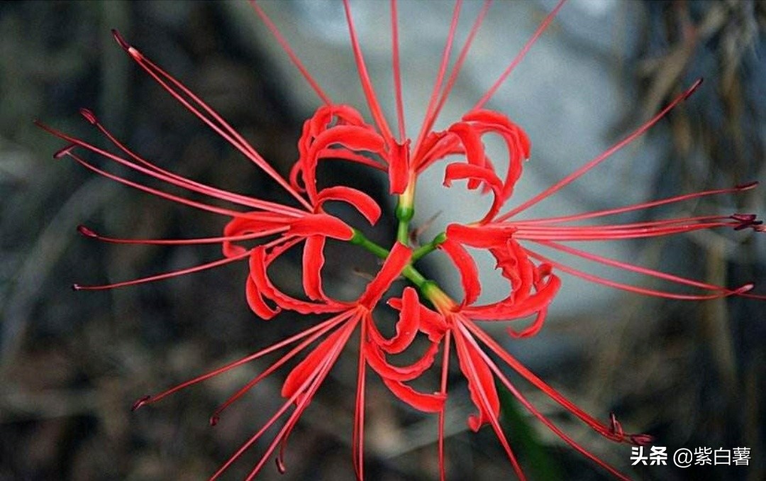曼珠沙华不开花的时候长啥样,曼珠沙华开花后为什么不出叶