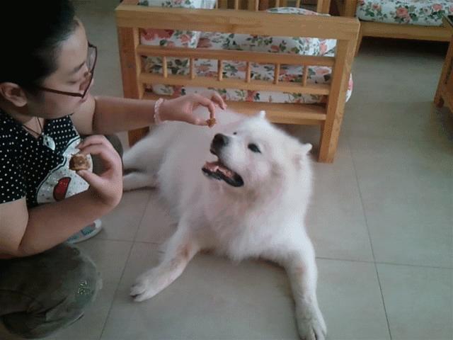 萨摩耶出去乱跑怎么办,萨摩耶出门扑狗怎么办