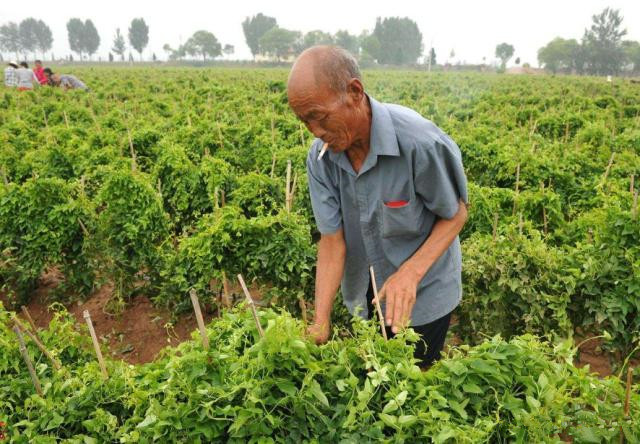 山药打孔种植方法和技术,管道无土栽培山药种植方法