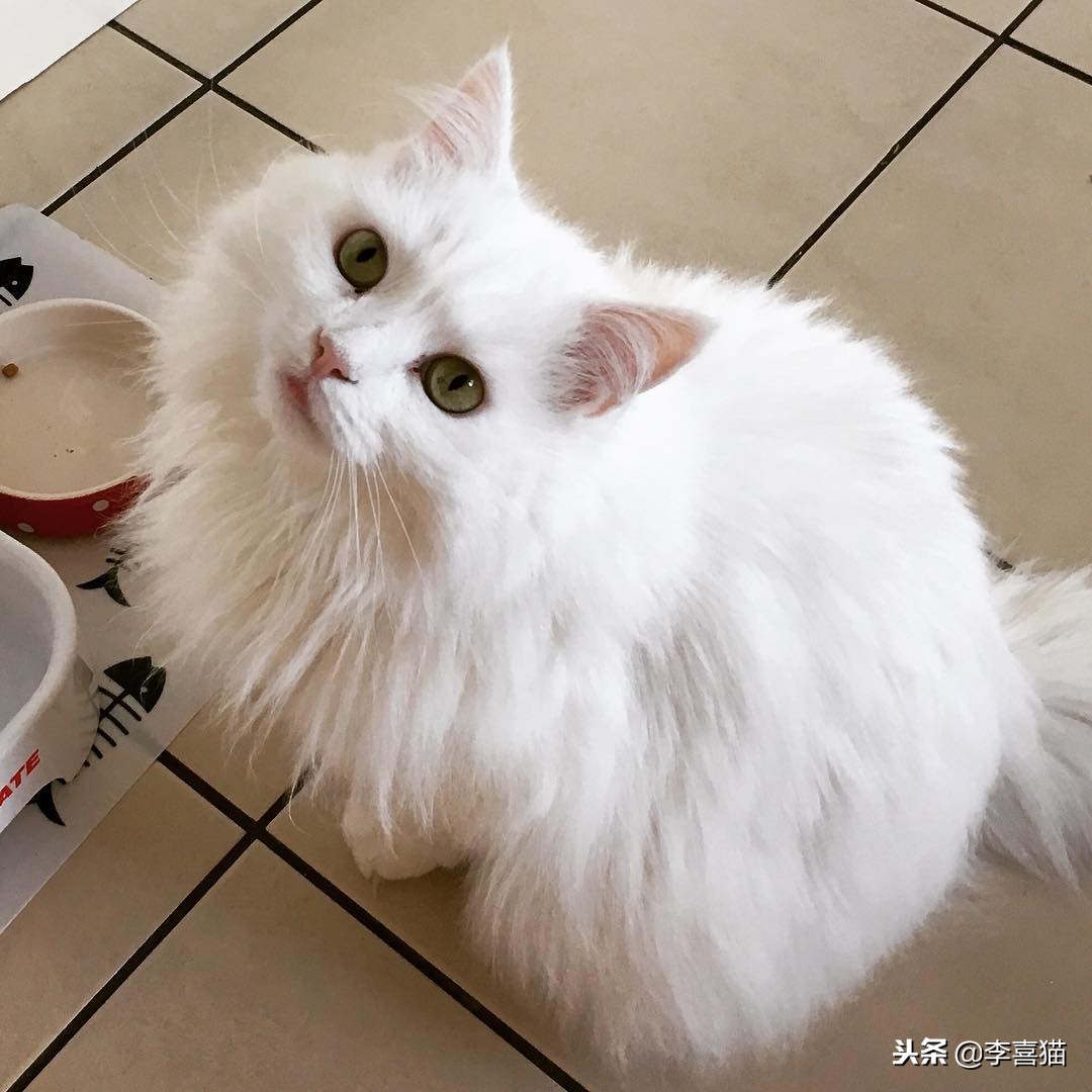 进口猫粮和国产猫粮区别,国产猫粮和进口的区别