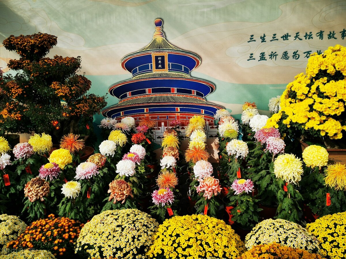 重阳节赏菊花的介绍,赏菊打卡好去处