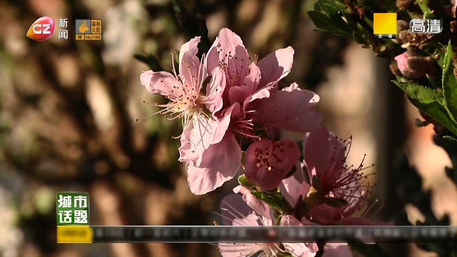 广州将举办迎春花市持续时间,广州迎春花市预约
