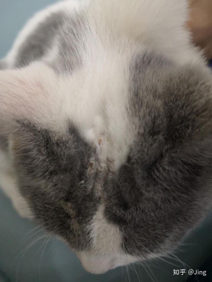 猫癣护理,幼猫猫癣最快治愈方法