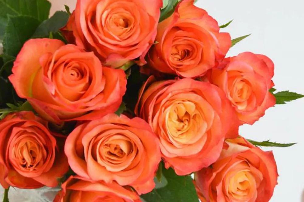 花店必备的5款玫瑰,花店常用的10款玫瑰花是哪些品种