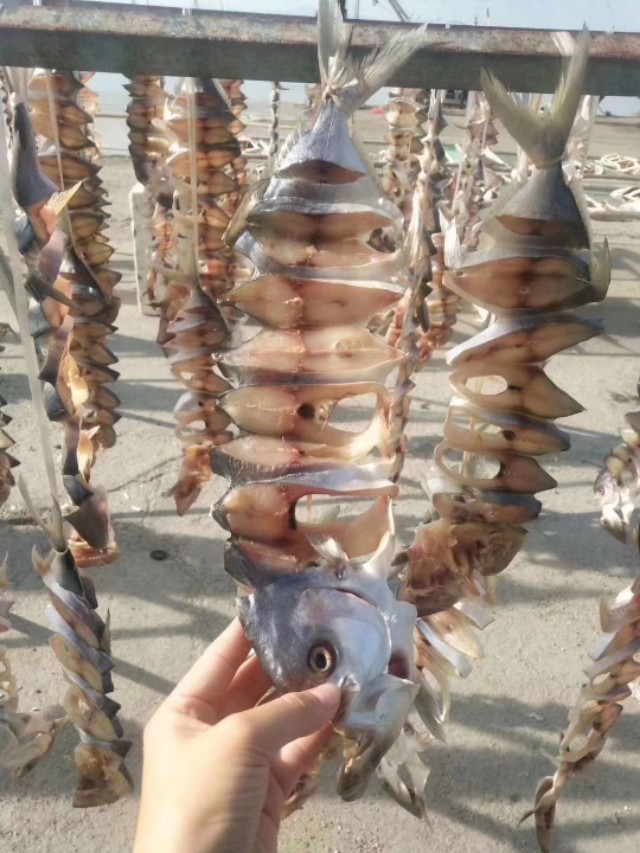 海陵岛闸坡渔港,海陵岛闸坡世界级渔港码头