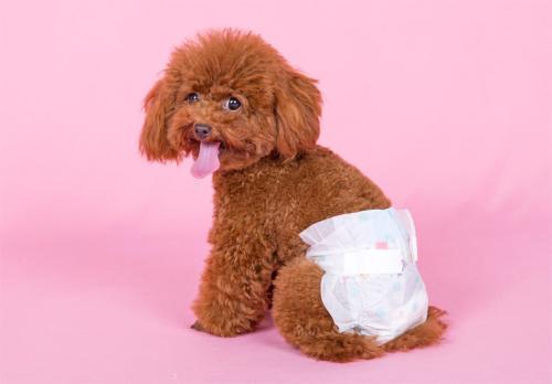 小体泰迪发情期是来大姨妈期间吗,泰迪发情期不出血了是不是结束了