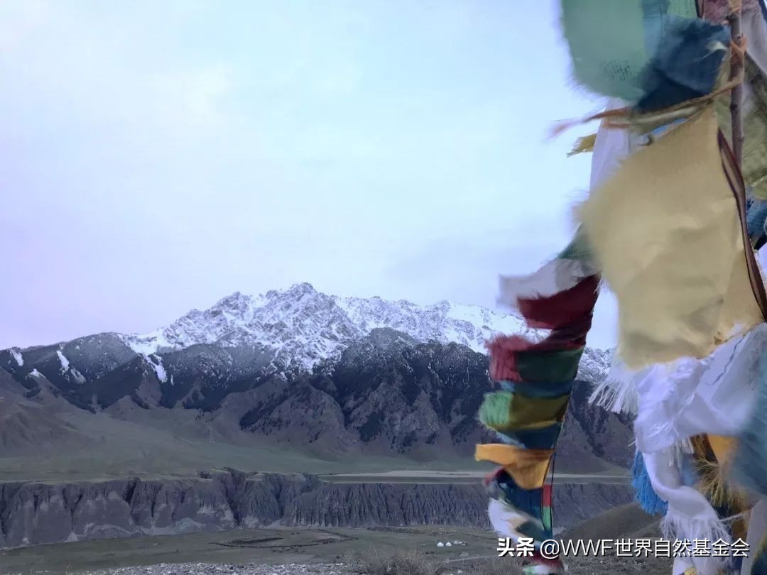 如何品味普洱茶,如何品味一杯红茶