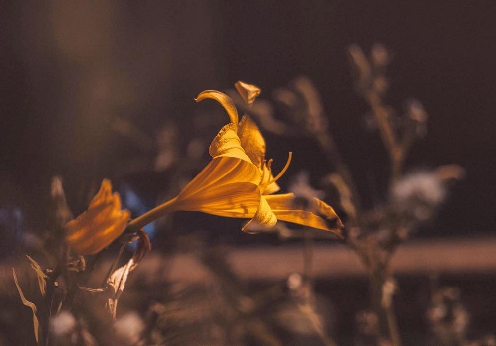 微距拍摄需要的器材,小成本视频摄影